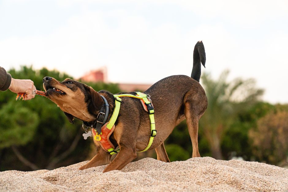 Dog Bite Claims: Get Compensation for Your Injuries