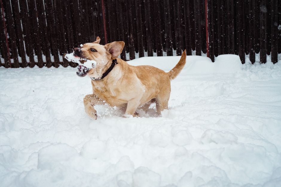 How Much Dog Bite Cases Actually Settle For